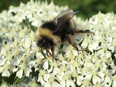 Bombus mckayi