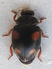 Coccinellidae