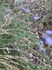 Verbena plicata