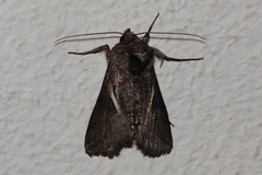 Vittaplusia vittata