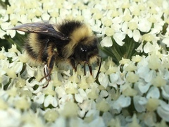 Bombus mckayi
