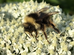 Bombus mckayi