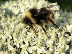 Bombus mckayi