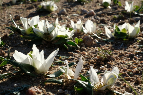 White Men-in-a-Boat (Colchicum capense) · iNaturalist