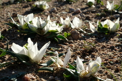 Colchicum capense ciliolatum