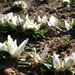 Colchicum capense - Photo (c) Nick Helme, algunos derechos reservados (CC BY-SA), subido por Nick Helme