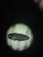 Taphrocerus schaefferi