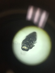 Taphrocerus schaefferi