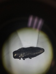 Taphrocerus schaefferi