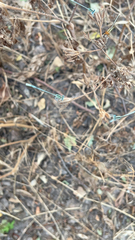 Platycnemis pennipes