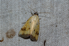 Phytometra subflavalis