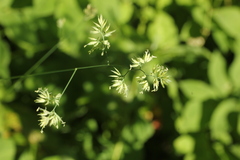 Dactylis glomerata