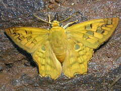 Myscelus amystis