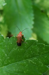 Ancistronycha erichsonii