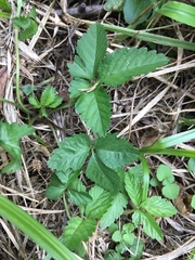 Potentilla indica