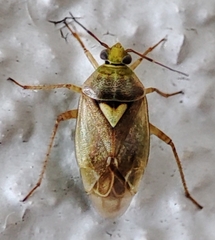 Miridae