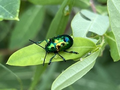 Chrysochus auratus