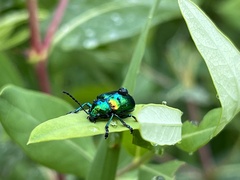 Chrysochus auratus