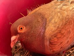 Columba livia domestica