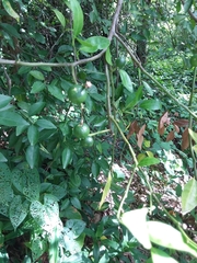 Citrus × microcarpa