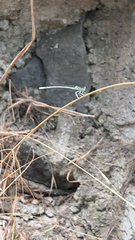 Platycnemis pennipes