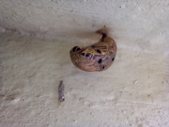 Lepidoptera