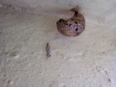 Lepidoptera