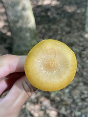 Hymenopellis sinapicolor