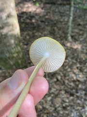 Hymenopellis sinapicolor