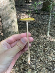 Hymenopellis sinapicolor