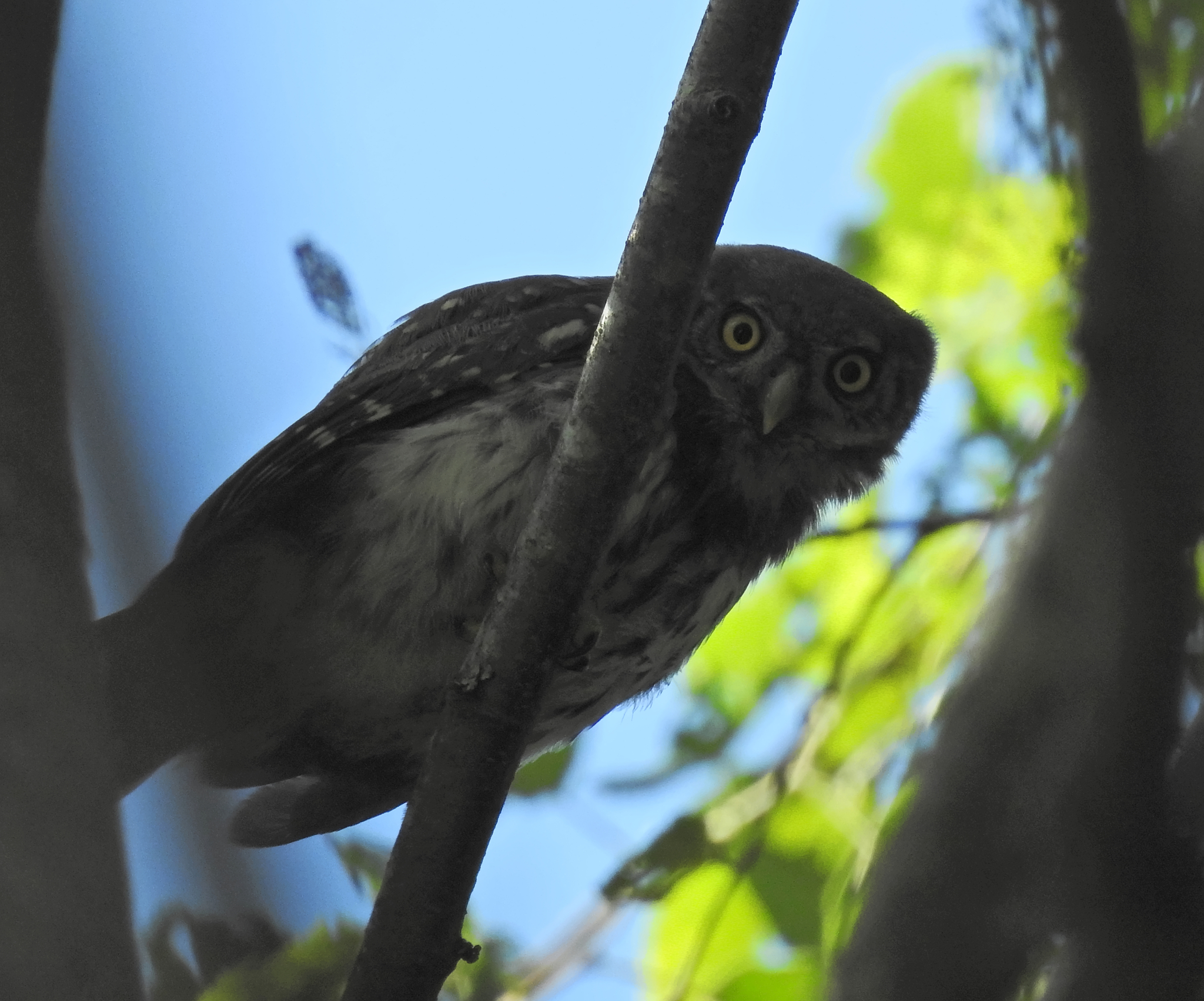 Eurasian Pygmy Owl