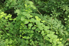 Berberis