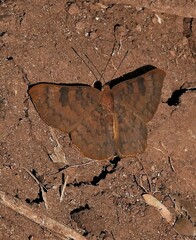 Emesis ocypore zelotes