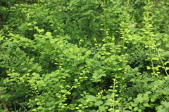 Berberis