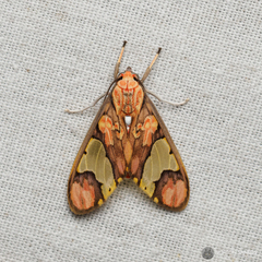 Neonerita dorsipuncta