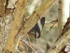 Curruca subcoerulea cinerascens