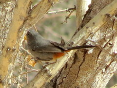 Curruca subcoerulea cinerascens