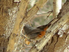 Curruca subcoerulea cinerascens