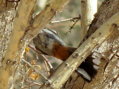 Curruca subcoerulea cinerascens