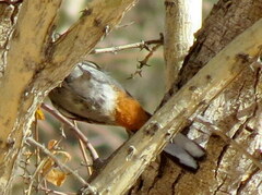 Curruca subcoerulea cinerascens