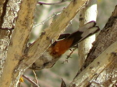 Curruca subcoerulea cinerascens