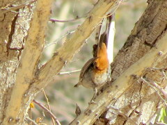 Curruca subcoerulea cinerascens