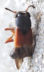 Platydracus stercorarius