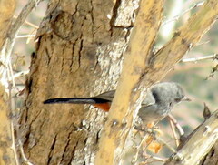Curruca subcoerulea cinerascens