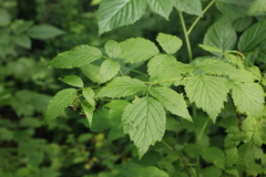 Rubus idaeus