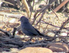 Curruca subcoerulea cinerascens