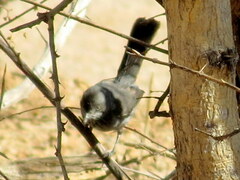 Curruca subcoerulea cinerascens
