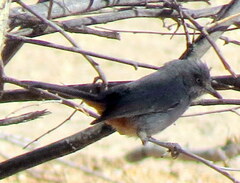 Curruca subcoerulea cinerascens