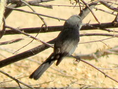 Curruca subcoerulea cinerascens