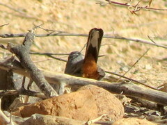 Curruca subcoerulea cinerascens